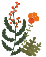 fleurs-illustration